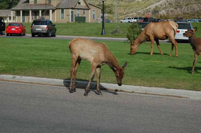 elk at Mammoth Hot Springs